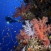 coral_soft_dae_ni_h_0126_egy2173.jpg